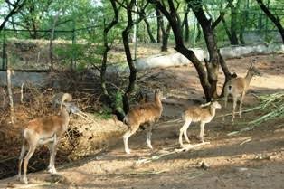 CDA Seeks International Zoological Consultant for Islamabad Wildlife Safari Park